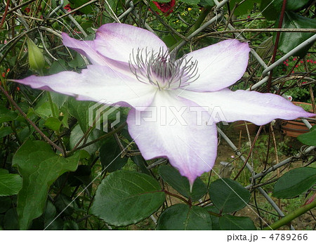 てっせん てっせん 4789266