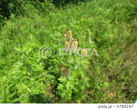 小判草 小判草 4789287