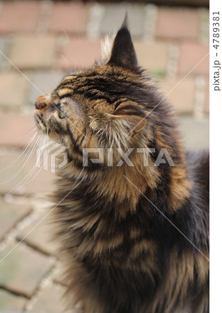 考える猫 4789381