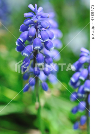 ムスカリの花 4789475