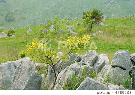 ジャケツイバラの花の咲く頃・秋吉台 ジャケツイバラの花の咲く頃・秋吉台 4789533