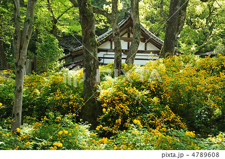 京都　松尾大社の山吹の花 4789608
