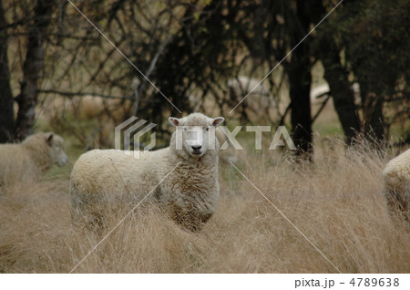ひつじ ひつじ 4789638