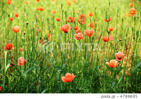 5月　ナガミヒナゲシ・ケシ科13群生地 4789695