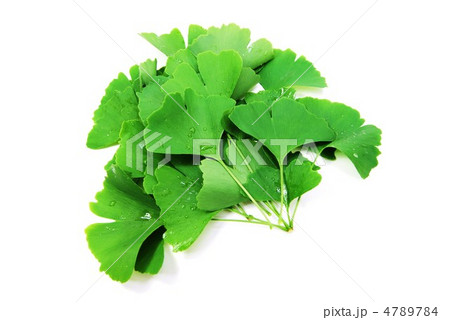 緑鮮やかなイチョウ葉・たくさん横位置 4789784