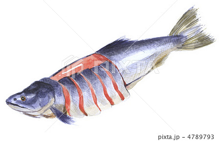 鮭　紅鮭 4789793