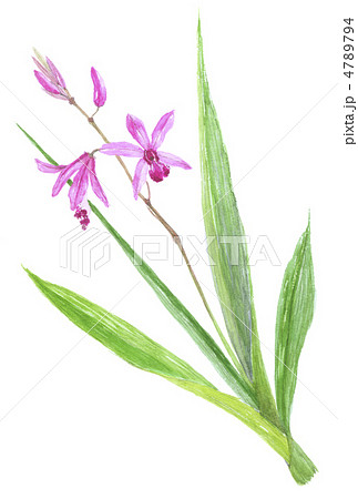 紫蘭　しらん 4789794