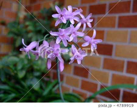 花　ツルバキア　 4789919