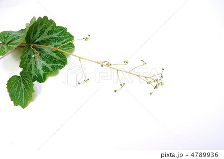 ユキノシタの斑入りの葉と可憐な花・横位置 4789936