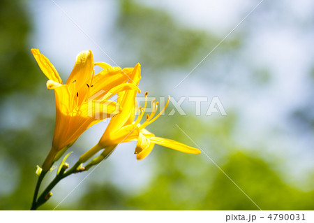 ムサシノキスゲ ムサシノキスゲ 4790031