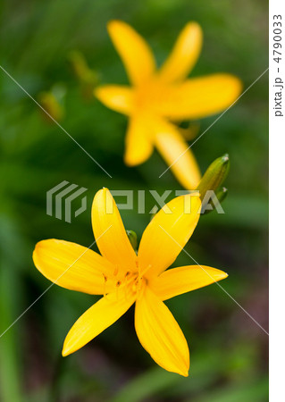 ムサシノキスゲ 4790033