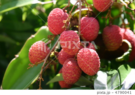 ライチ ライチ 4790041