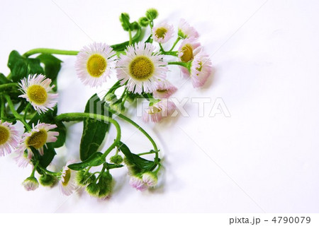 春の野の花ハルジオン・白バック横位置 4790079