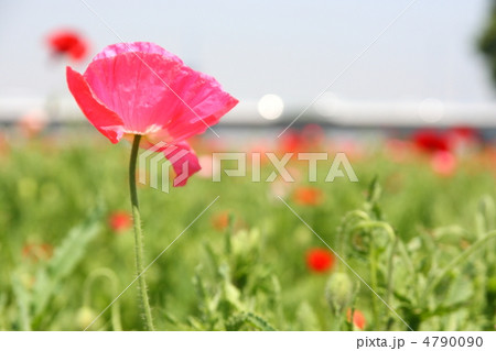 真っ赤なポピー 4790090
