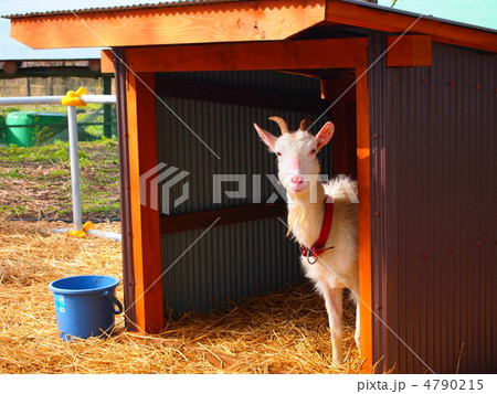 まなざし 4790215