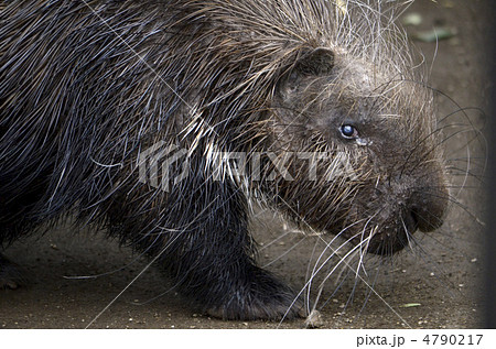 ヤマアラシ 4790217