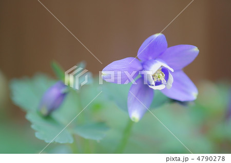 深山苧環 4790278