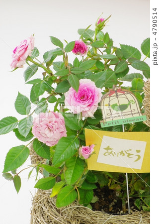 バラのプレゼント 4790514