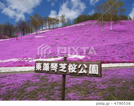 東藻琴芝桜公園　芝桜まつり 4790556