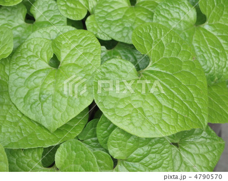 フタバアオイ　葉 4790570