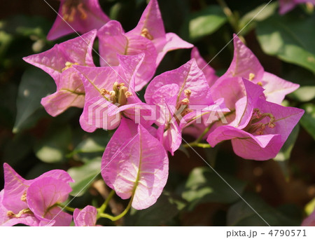 ブーゲンビリア　花 4790571