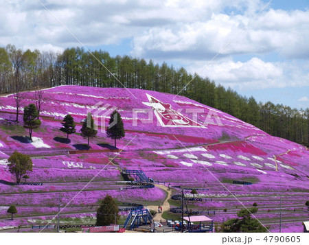東藻琴芝桜公園 芝桜まつり 東藻琴芝桜公園 芝桜まつり 4790605