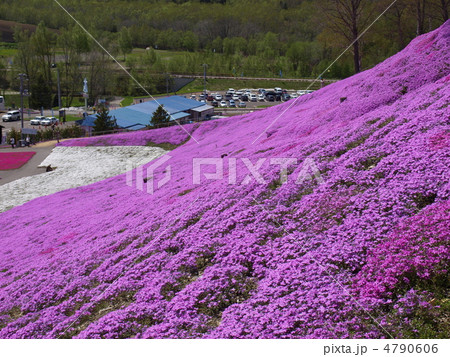東藻琴芝桜公園　芝桜まつり 4790606