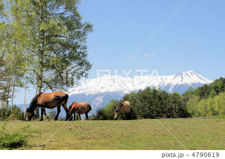 木曽馬と御嶽山 4790619