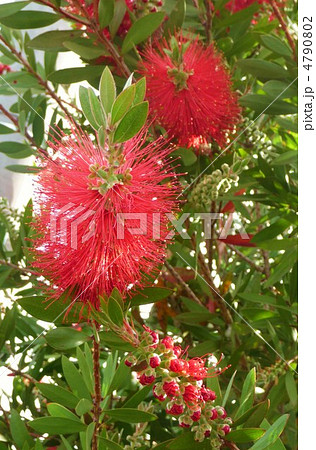 金宝樹 ( ブラシの木 ) 金宝樹 ( ブラシの木 ) 4790802