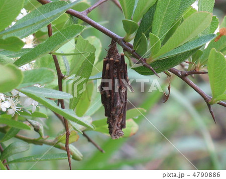 ピラカンサの枝に蓑虫０１ 4790886