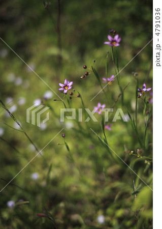 ニワゼキショウ ニワゼキショウ 4791036
