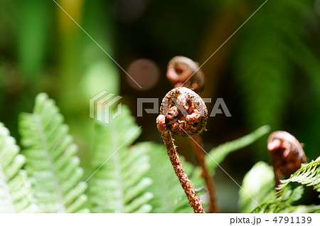 紅羊歯の新芽　シダらしいクルッとした形です。 4791139