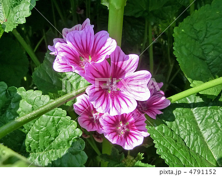 ウスベニアオイ ウスベニアオイ 4791152