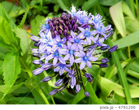 オオツルボ（シラー・ペルビアナ） 4791200