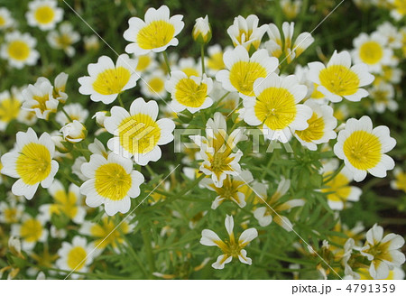 リムナンテス 白色 黄色 花 リムナンテス 白色 黄色 花 4791359
