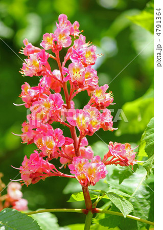 アカバナトチノキの花 アカバナトチノキの花 4791364
