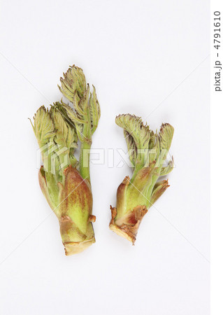 タラの芽　 4791610