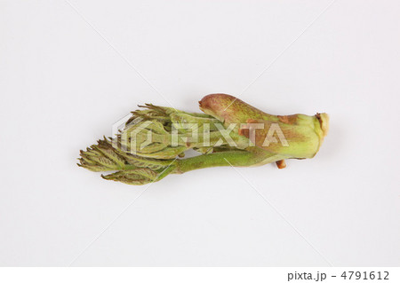 タラの芽 4791612