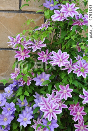 二色のクレマチス 4791843