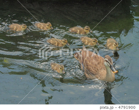 軽鴨親子 軽鴨親子 4791900