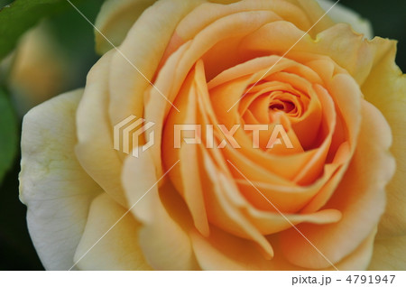 薔薇(ハニーブーケ) 4791947