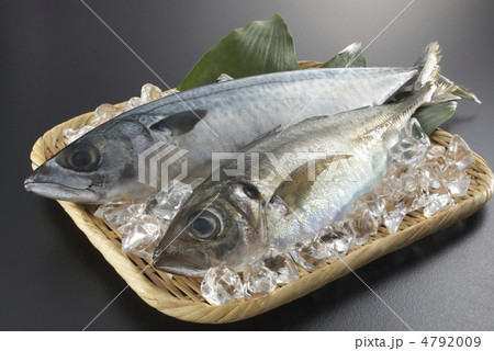 鯵と鯖２ 4792009