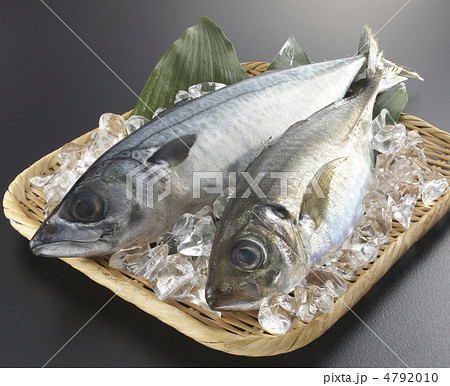 鯵と鯖１ 4792010