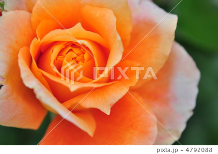 薔薇(光輪・万葉) 4792088