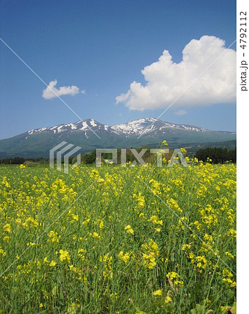 鳥海山と菜の花畑 4792112