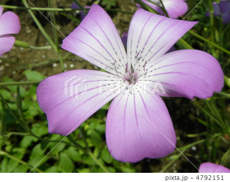 可憐な花ムギナデシコの写真素材