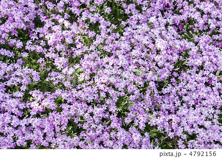 鳥羽の芝桜 4792156