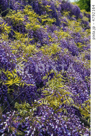 鳥羽の藤 ノダフジ 鳥羽の藤 ノダフジ 4792164