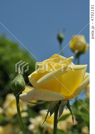 薔薇(天津乙女) 4792191