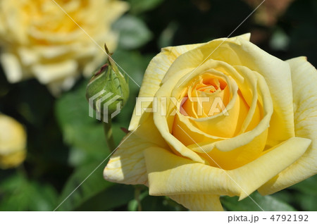 薔薇(天津乙女) 4792192